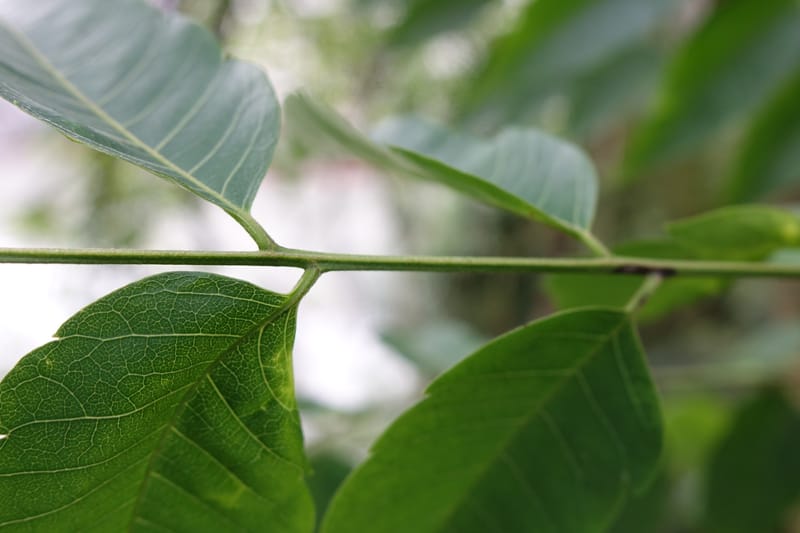 Eurycorymbus cavaleriei, Chung Kuo-Fang 3353--Taiwan. Wulai Distr. Wulai village. Chia Jiao Liao. 19 May 2016.  (15).JPG
