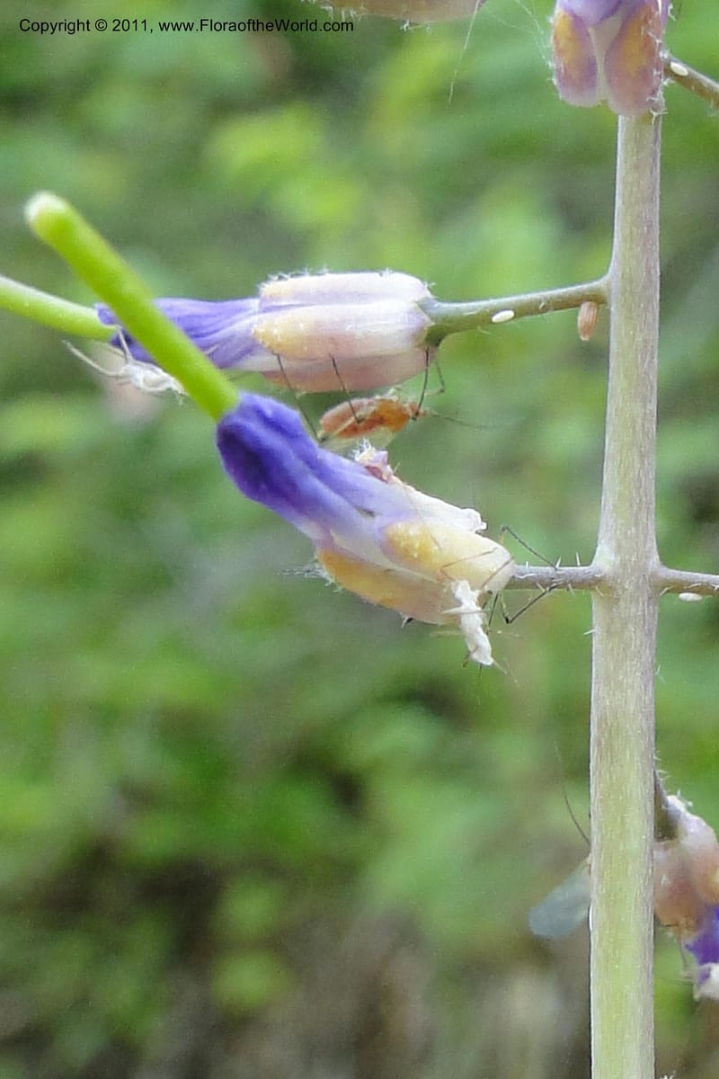 Boechera, Davidson, C 11889--Idaho. Adams Co. Fish Lake Rd. 10 July 2011. 163 (9).jpg