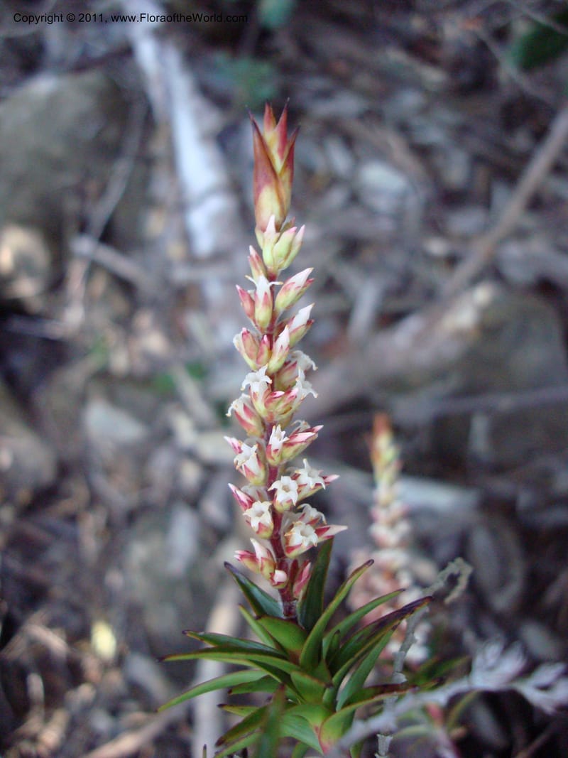 Dracophyllum ramosum, Munzinger, J 4652--New Caledonia, Province du Sud, Dumbea barrage,  11 Nov 2007 020 (1).jpg