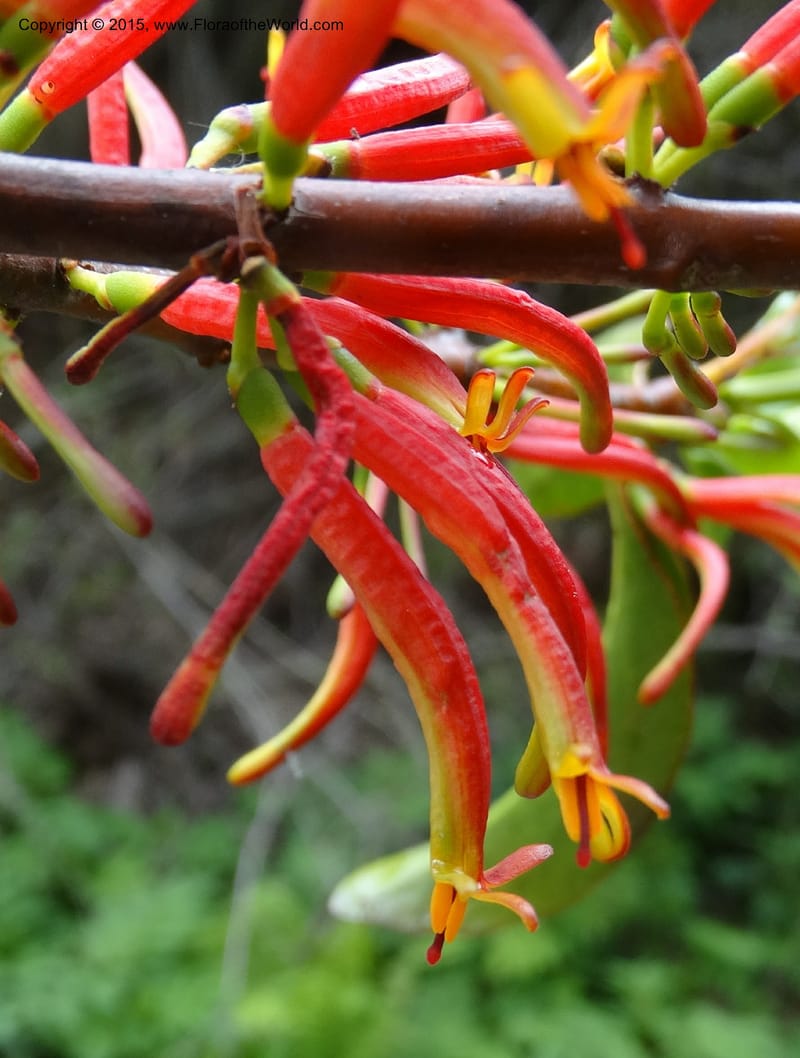 Taxillus delavayi, Boufford, D 43731--China. Sichuan. Taxillus stop. 14 May 2014. DSC06581 (53).JPG