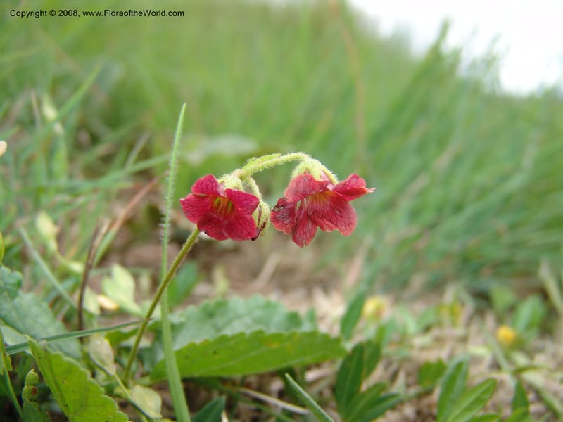 Hermannia woodii--So.Africa. KZN. Midl. Meand. Granny Mouse. 13 Mch 05. 182.jpg