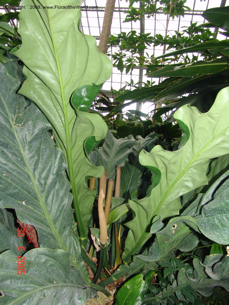 Anthurium plowmanii, Araceae, Chicago-Garfield Conservatory 6-05 077.jpg