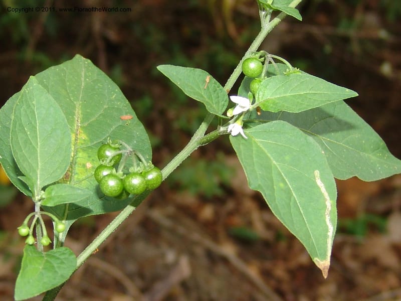 Solanum americanum, AraujoM2925--Bolivia. F. Tamayo. Rio Machariapu. 17 Sep 06. 429 (3).jpg