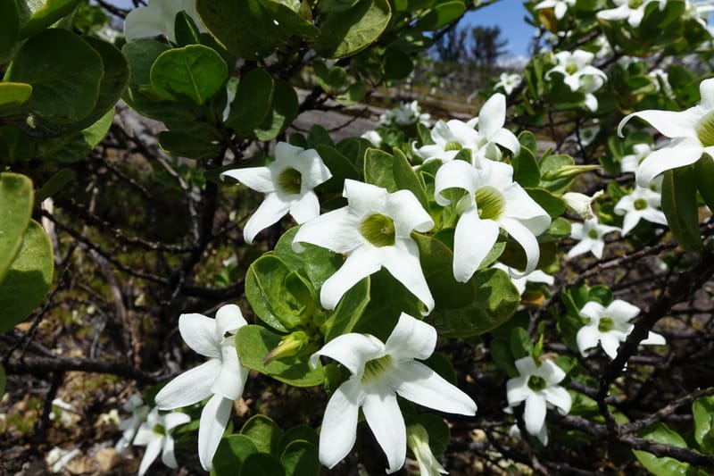 Anthocercis viscosa, Davidson, C 13498--Australia. W. A. Two People's Bay Nat. Res. 29 Oct 2016. DSC06475 (128).JPG