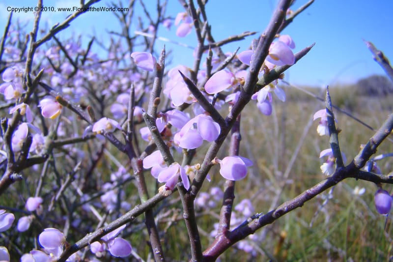 Muraltia spinosa, C. Davidson 11515--South Africa. Northern Cape. Papkuilsfontein. 25 Aug 09. 154 (4).jpg