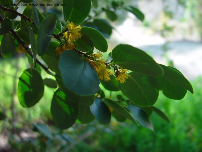 Azara integrifolia. 59.1347--CA. UC Berkeley Bot. Gard. 10 Feb 03. 099.jpg