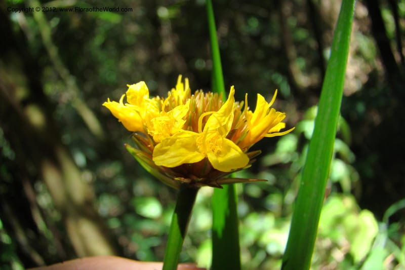 Xyris, Regalado 1745--Viet Nam. Thua Thien Hue Prov. Phu Loc Distr. Bach Ma. 13 Apr 09. 295.jpg