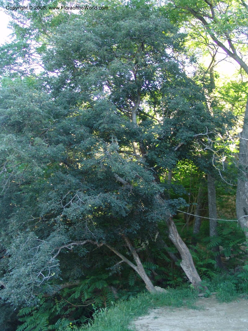 Celtis caucasica--Georgia. Gareji Monastery complex, Gareji Steppe. 9  Jun 05. 347.jpg
