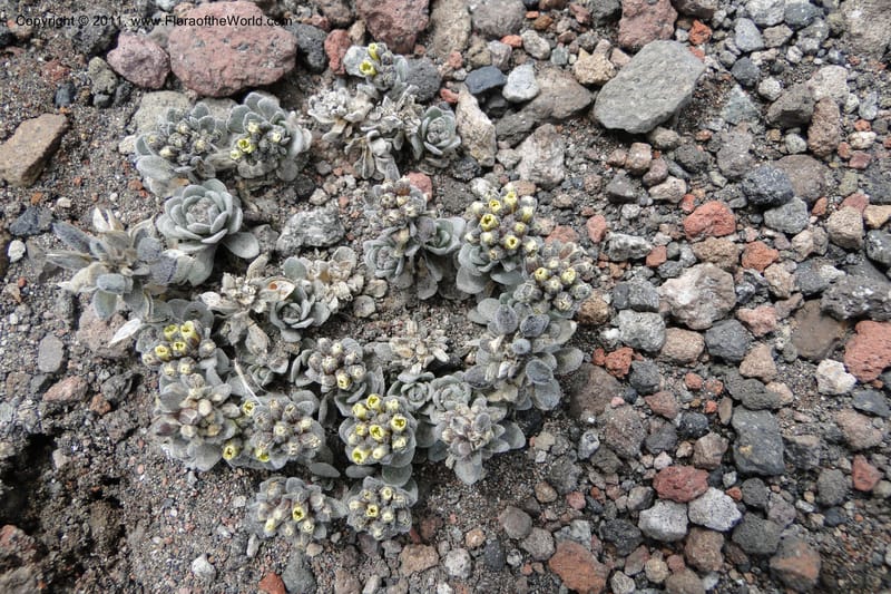 Draba obovata, Ulloa 2071--Ecuador. Chimborazo. El Primer Refugio. 5 Jun 2011. 136 (3).jpg