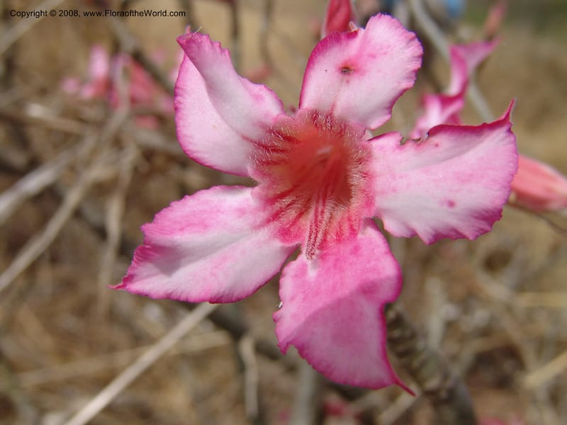 Adenium obesum--Tanzania. Hwy B1, 25 km SE of Kifaru. 28 Jun 04. 289.jpg