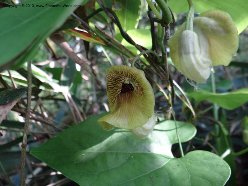 Aristolochia, Li Pan 1205292--China. Zhejiang Prov. Tian Mu Shan. 29 May 2012. DSC00348 (164).JPG