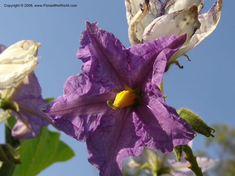 Solanum--Uganda. Crater Lakes region, Ndali lodge, S of Fort Portal. 4July 04. 022.jpg