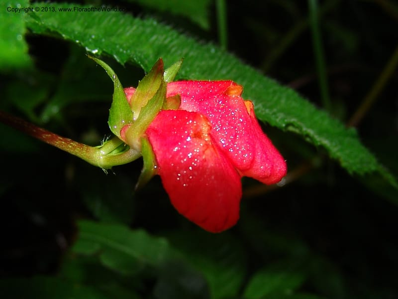 Gasteranthus, Croat 95692--Ecuador. Maquipucuna Biol. Res. Send. Princip. 11 Mar 06. 011 (5).jpg