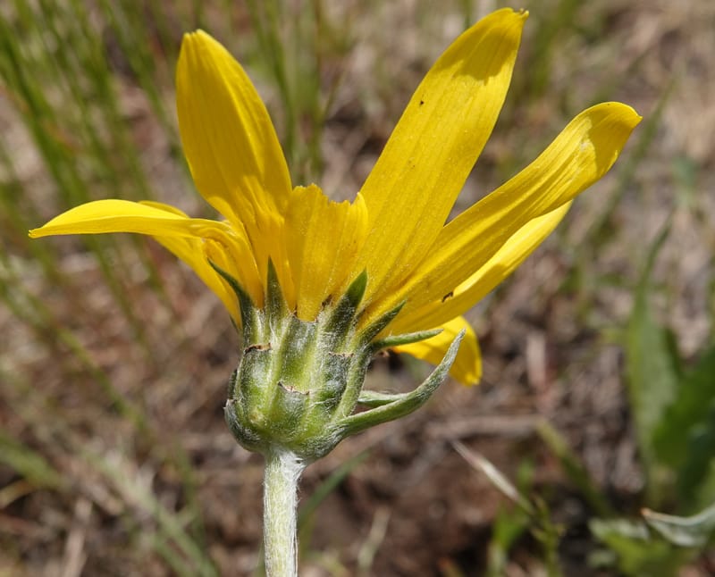Balsamorhiza incana, C. Davidson 13776--Oregon. Wallowa Co. Trail Cr. Rd. Stop 1. 5 Jun 2018. DSC04910 (18).JPG