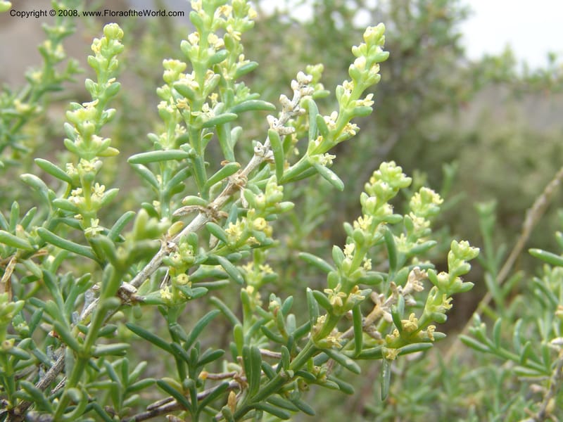 Salsola longifolia--Spain. Prov. Almeria. Tabernas, ca. Mini-hollywood. 22 Apr 05. 141.jpg