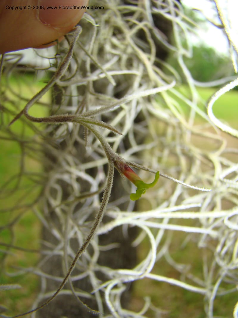 Tillandsia usneoides, CDavidson11164--TX. Walker Co. Newport Village Rd. 27 Apr 08. 144.jpg