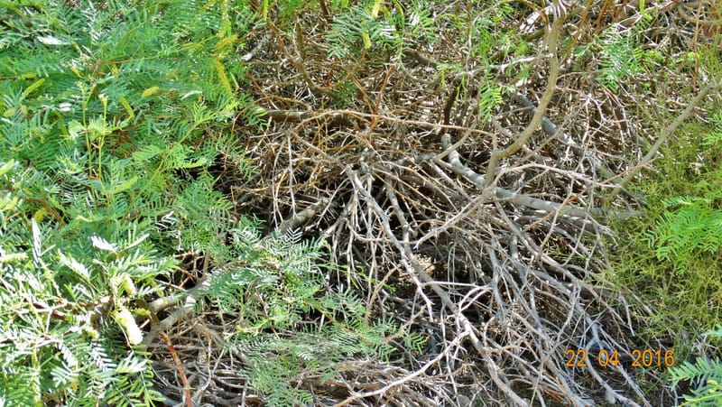 Prosopis glandulosa torreyana, Davidson, C 13168--California, Afton Canyon, 22 Apr 2016  8301 (17).JPG