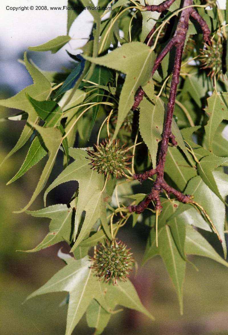 Liquidambar styraciflua v. mexicana, not coll.--Veracruz. Volcan San Martin. 22 May 01.  073.JPG