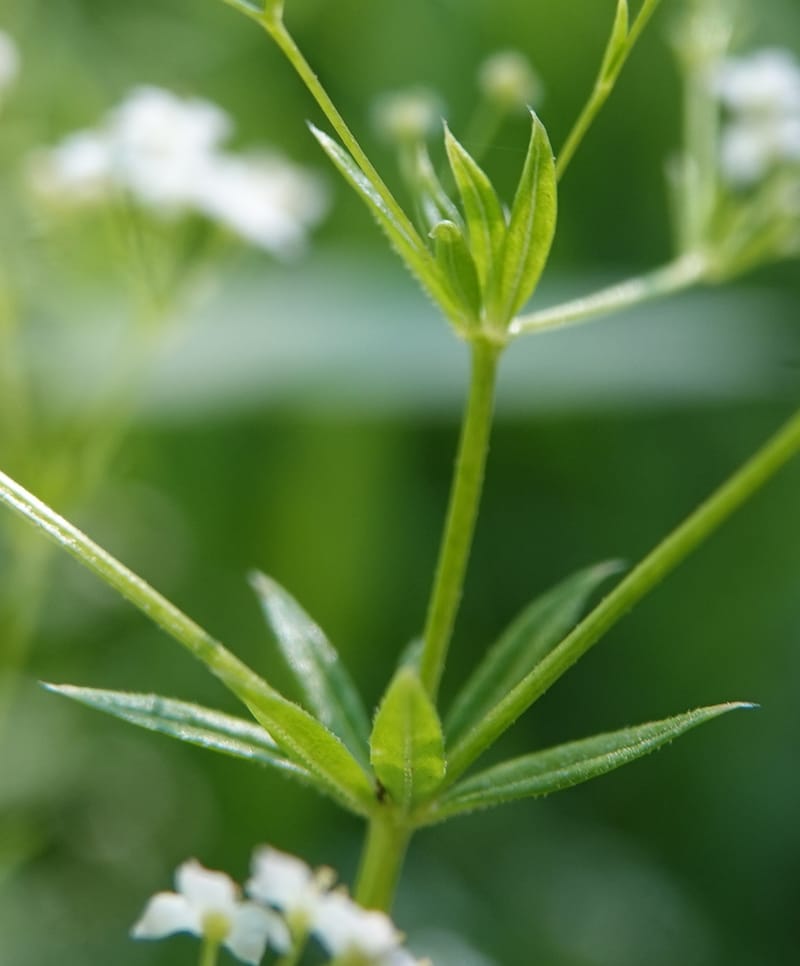 Galium asperrimum, C. Davidson 14086--ID. Valley Co. Lick Creek Rd. 4 Aug 2020. DSC06325 (14).JPG