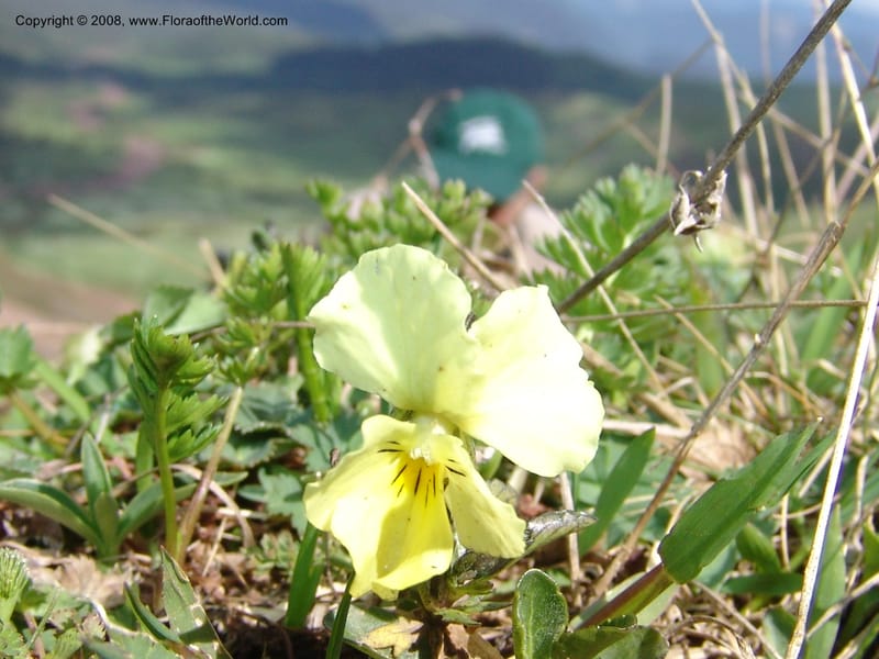Viola oreades--Georgia. Vic. of Tskhrats'karo Pass. 7 Jun 05. 028.jpg