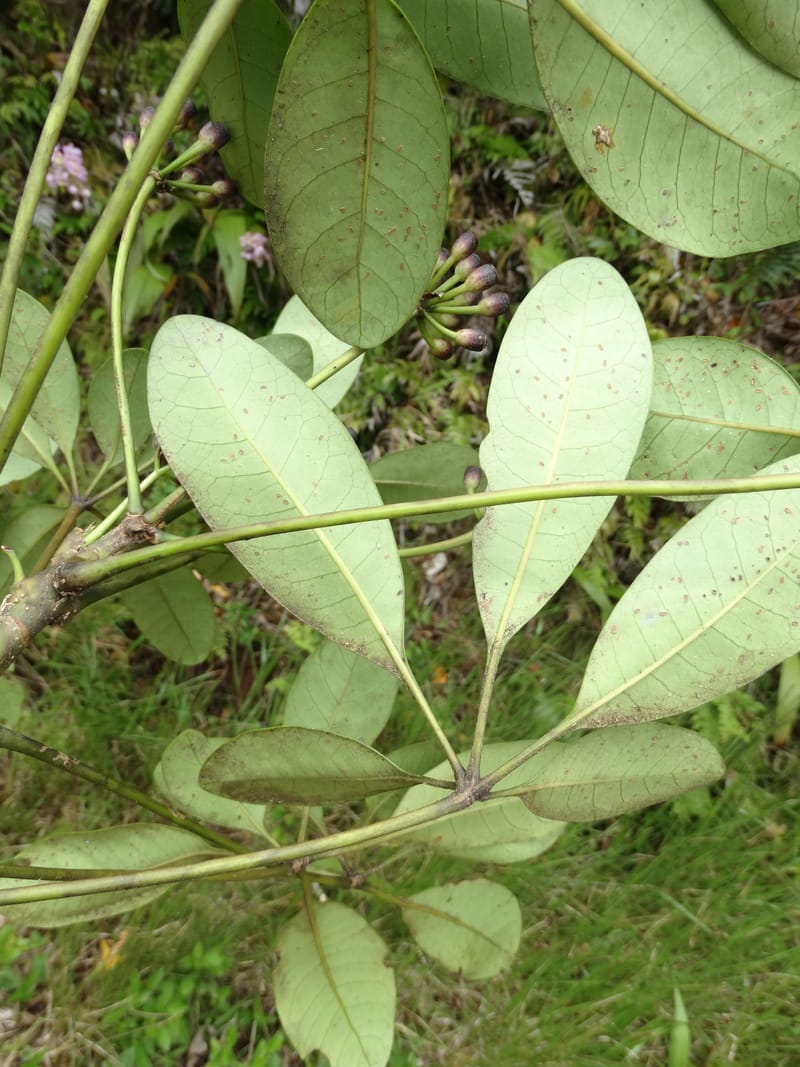 Plerandra grandiflora, Plunkett, G 3178-- Fiji. Delaikoro Mtn. 3 Nov 2015. DSC08393 (14).JPG