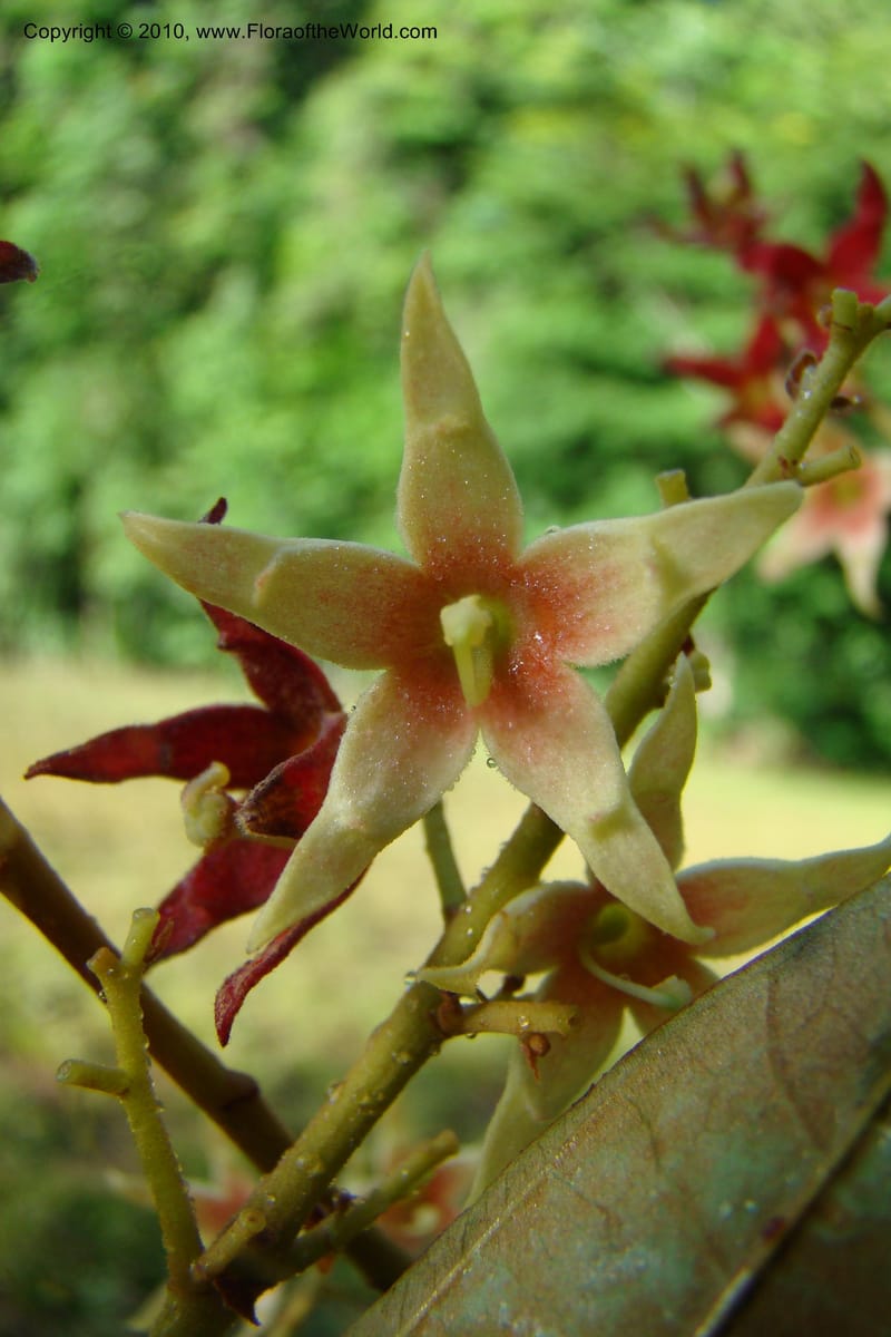 Sterculia villifera, Mori, 27339--French Guiana. Les Nouragues Station. 27 Oct 09. 035.jpg