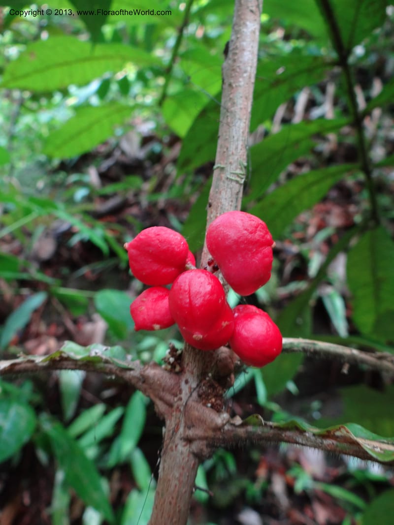 Lepisanthes ramiflora, Buerki 324--Malaysia, Sarawak. Bako Nat. Park. Lintang Trail. 30 Mar 2012.  NDSC06186 (159).JPG