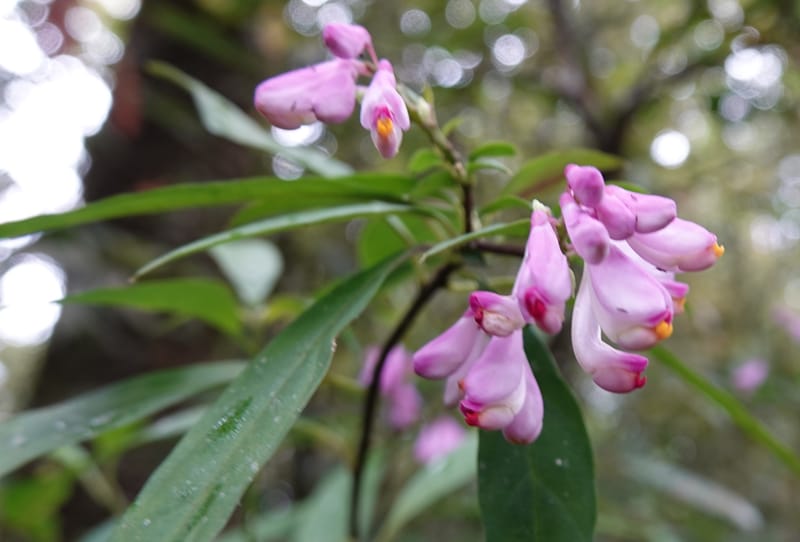 Polygala karensium, D. Boufford 44124--China. Yunnan. Da Wei Shan. 2 May 2018. DSC01093 (25).JPG