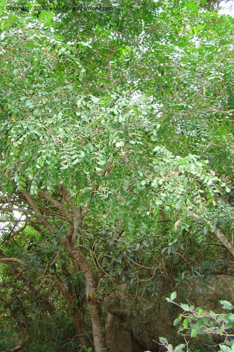 Ptaeroxylon obliquum, Z. Rogers 1301--South Africa. KwaZulu-Natal. Krantzkloof Nat. Res. 24 Jan 09. 080.jpg