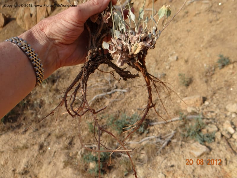 Eriogonum strictum var. proliferum, Davidson, C 12096--USA, Owyhee County, Idaho, 20 Aug 2012  3018 (12).JPG