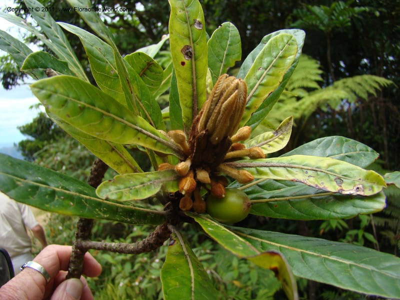 Beccariella rubicunda,  Munzinger, J 4804--New Caledonia, Aoupinie, 15 ov 2007  372 (2).jpg
