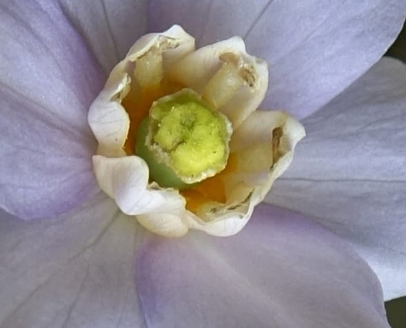 Ranzania japonica--Japan. Myoko Kenmin-no-mori. Hiuchiyama Trial. 27 May 2016.  (130).JPG