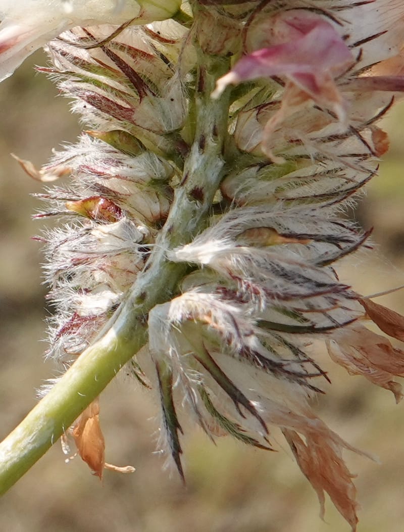 Trifolium macrocephalum, C. Davidson 13789--Oregon. Wallowa Co. Upper Camp Creek Canyon. 5 Jun 2018. DSC05225 (29).JPG