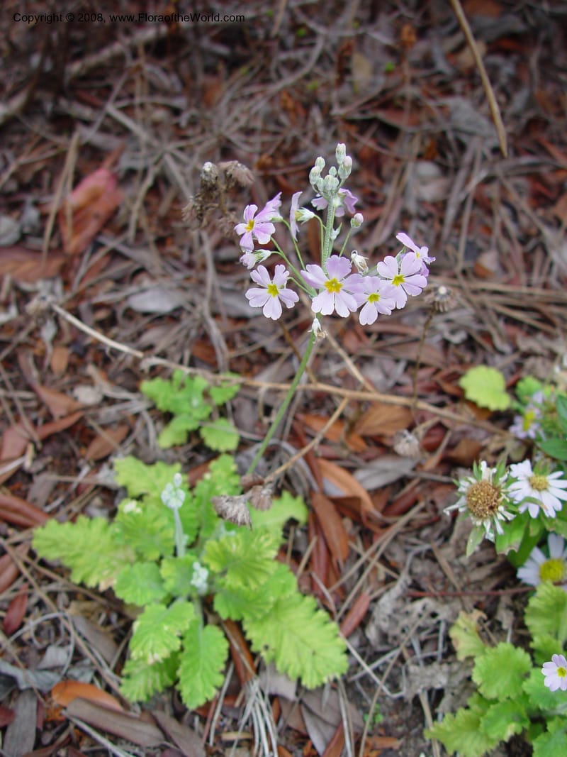 Primula forbesii. 96.0894--CA. UC Berkeley Bot. Garden. 11 Feb 03. 003.jpg