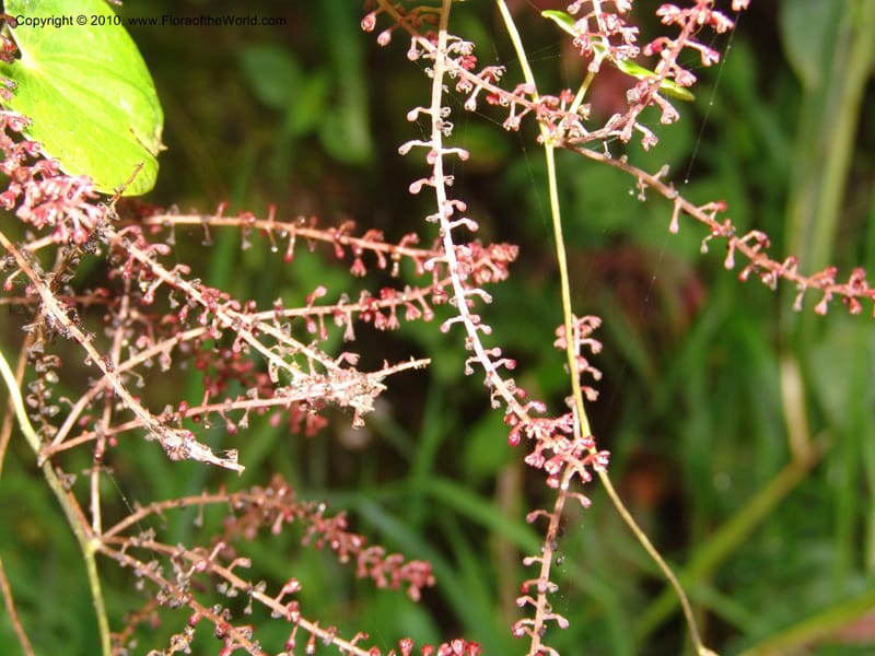Dioscorea, Croat 97393--Ecuador. Prov. Pichincha. BellaVista private reserve. 27 Mar 06. 374 (8).jpg