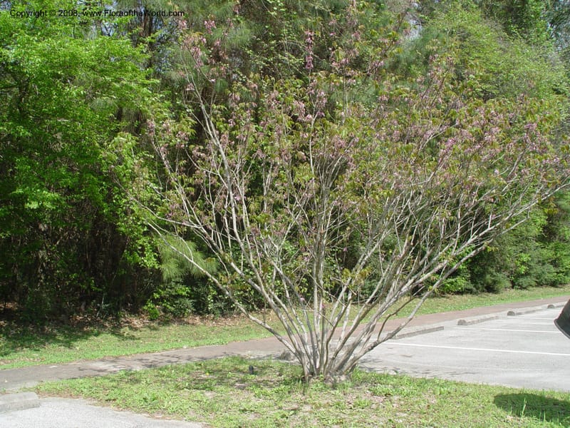 Ungnadia speciosa--TX. Humble. Mercer Garden. 20 Mch 04. 005.jpg