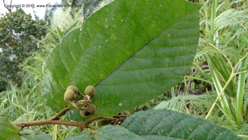 Grewia, D. Ravelonarivo 3399--Madagascar. Ambolotara. Ambodini, Vatovavy. 3 May 2010 218 (3).jpg