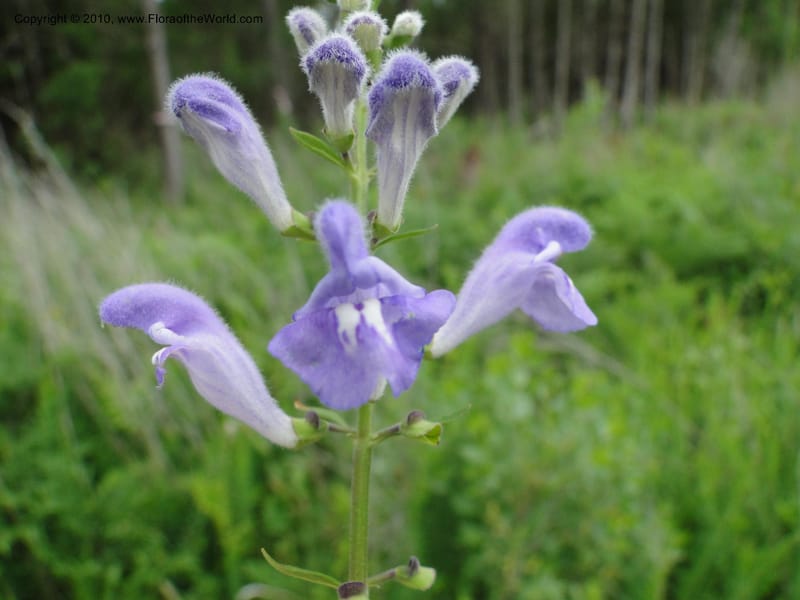 Scutellaria integrifolia, Mori, S 27426, USA, North Carolina, Jones Co, Catfish L Rd 10.5 miles from jct with Hwy 58, E of Maysville, 23 May 2010 (20).JPG