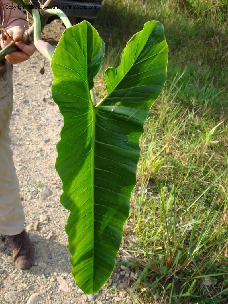 Philodendron deflexum, T. Croat 98842--Ecuador.Prov.ZamoraC.Rio Wawaime Valley19Sep2007 070 (5).jpg