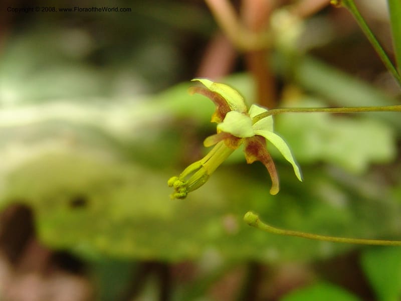 Epimedium, 040862401--China. Hubei. Wuhan Botanical Garden. 24 Apr 07. 250.jpg