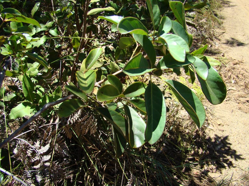 Geissois, JMunzinger4673--N.Caled. Dumbea Dam, Dumbea Riv, S of Noumea. 11 Nov 07. 125.jpg
