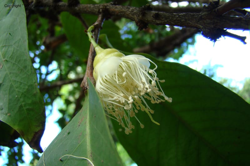 Syzygium samarangense--South Africa. Durban Botanical Garden. 30 Jan 09. 308.jpg
