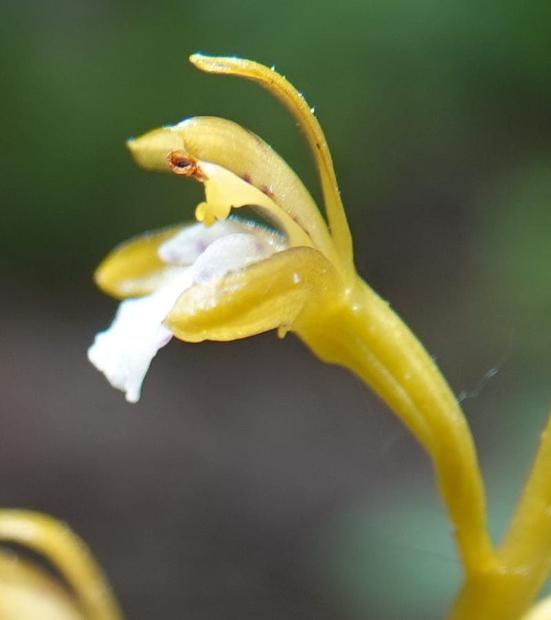 Corallorhiza maculata var. occidentalis, Davidson 13797--ID. Valley Co. Sylvan Beach. 25 Jun 2018. DSC05593 (11).JPG