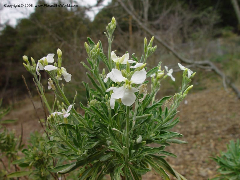 Matthiola tricuspidata, 92.0031--CA. UC Berkeley Bot. Gard. 11 Feb 03. 092.jpg