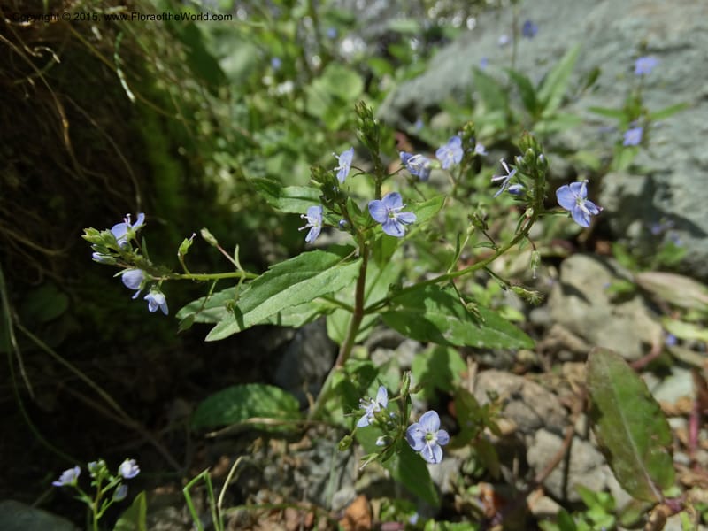 Veronica americana, Davidson, C 12583--ID. Idaho Co. Rd. to Seven Devils. Small Cr. 15 Jul 2014. DSC00072 (8).JPG