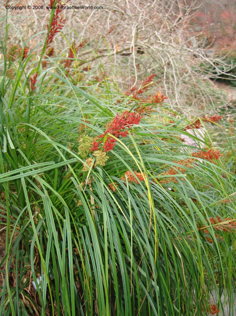 Carex baccans, 80.0710--CA. UC Berkeley Bot. Garden. 8 Dec 06. 096.jpg