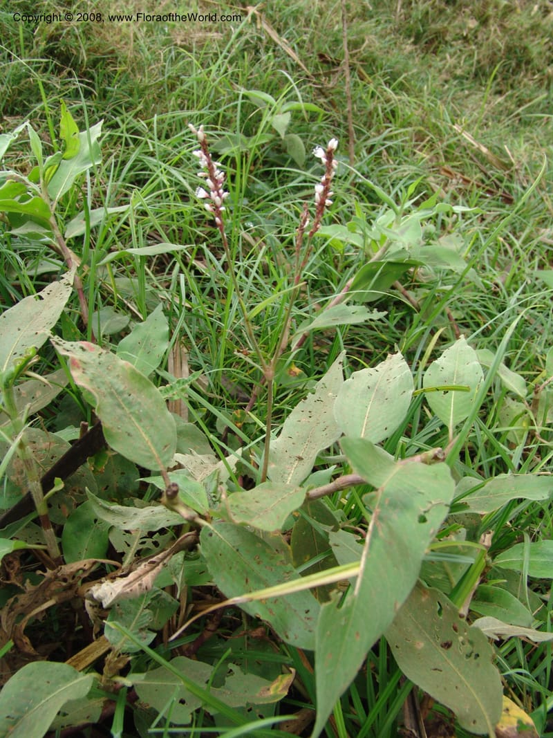 Polygonum--Tanzania. Hwy B1. Kifaru. 28 Jun 04. 136.jpg