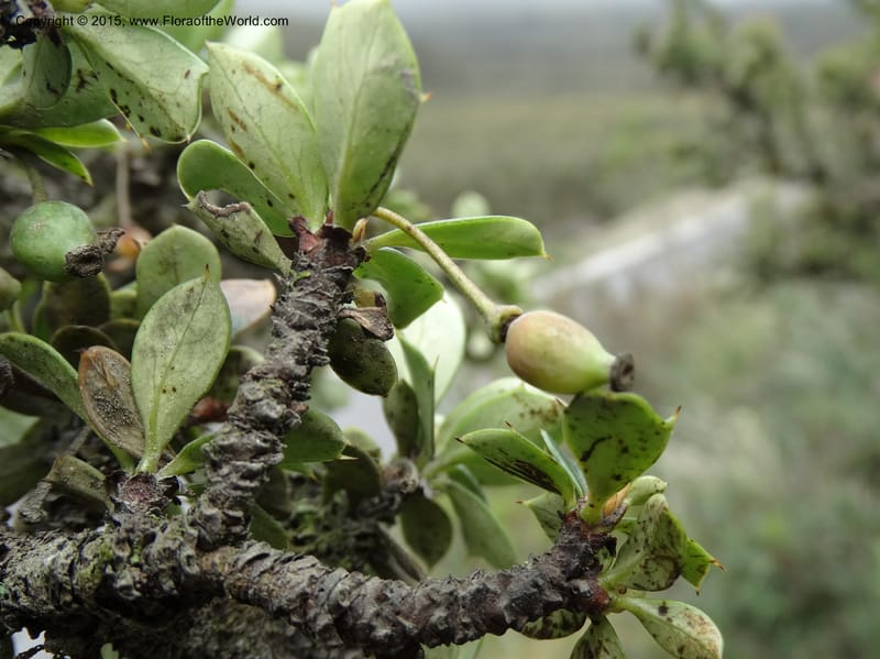 Berberis lutea, Ulloa, C 2493--Ecuador. Cotopaxi. 23 Apr 2015. DSC02466 (303).JPG