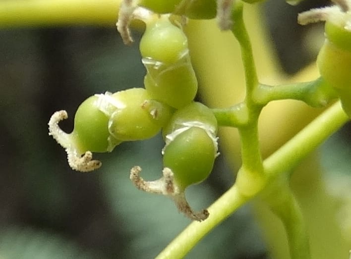 Flagellaria, Callmander, M 1254--New Caledonia. Tiebaghi. 17 Nov 2015. DSC03437 (9).JPG