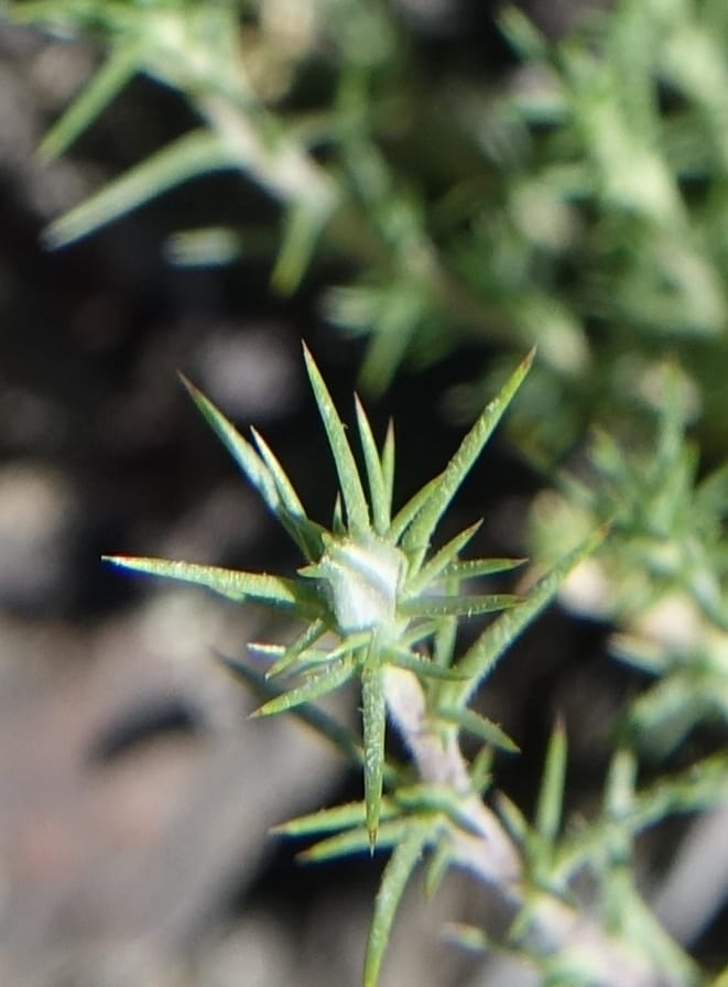Leptodactylon pungens, C. Davidson 13670--ID. Hwy 20 W of Arco. Open basalt flow. 18 Jun 2017. DSC02519 (112).JPG